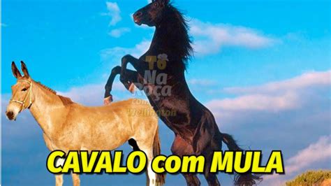 cruzamento de mula com cavalo|CRUZA DE CAVALO COM MULA